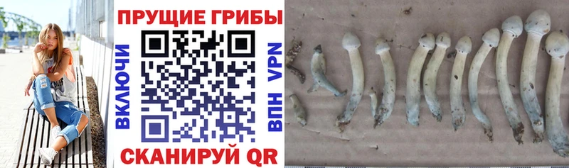 Псилоцибиновые грибы Magic Shrooms Курганинск